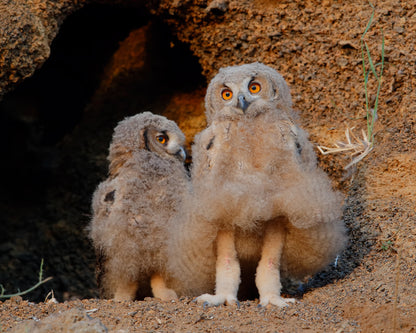 Eurasian Eagle-Owl