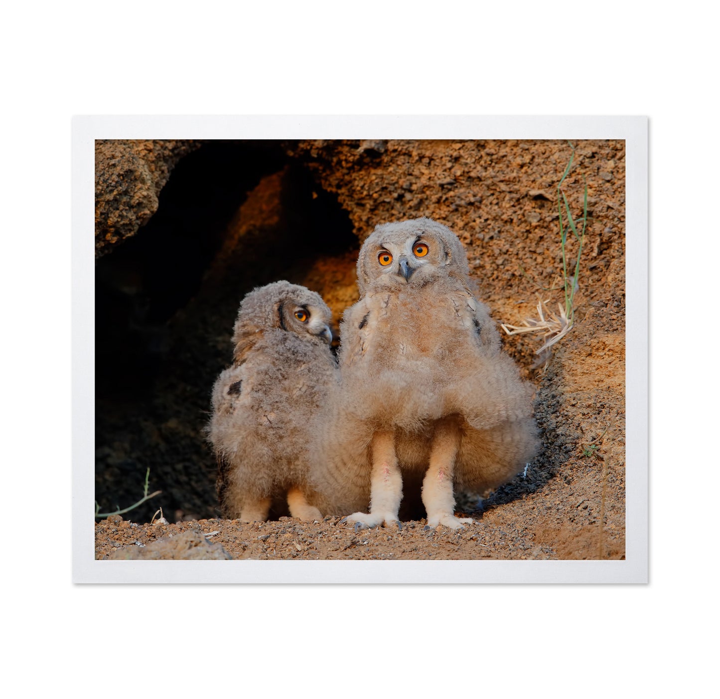 Eurasian Eagle-Owl