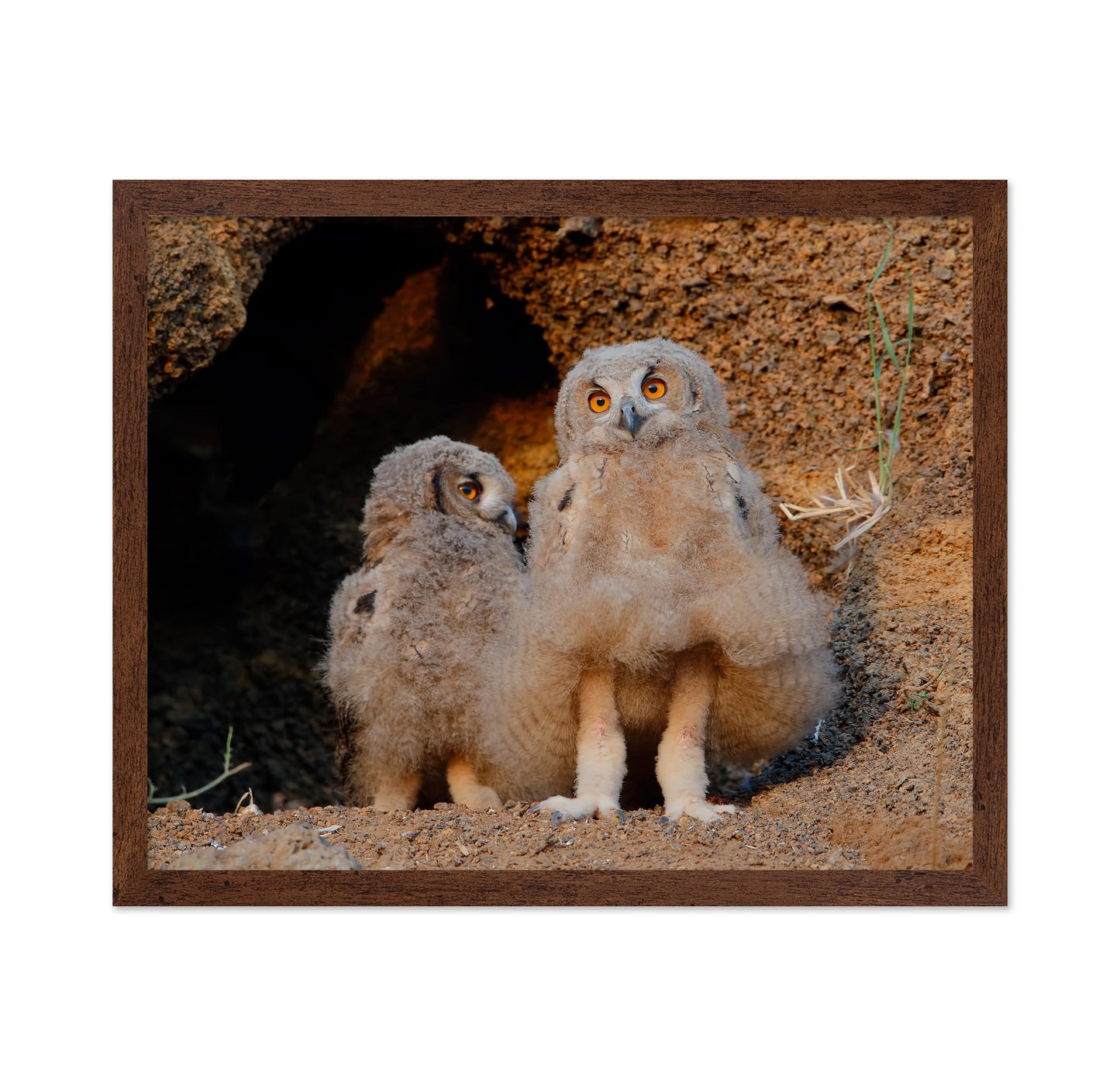 Eurasian Eagle-Owl