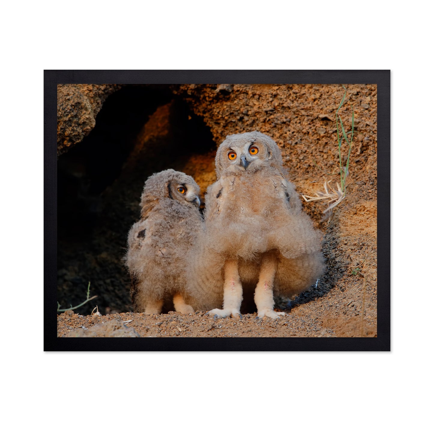 Eurasian Eagle-Owl