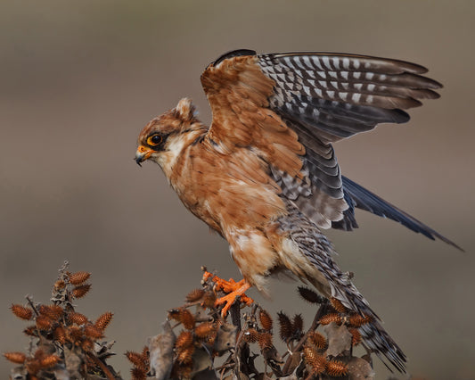Red-Footed Falcon