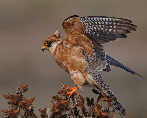 Red-Footed Falcon