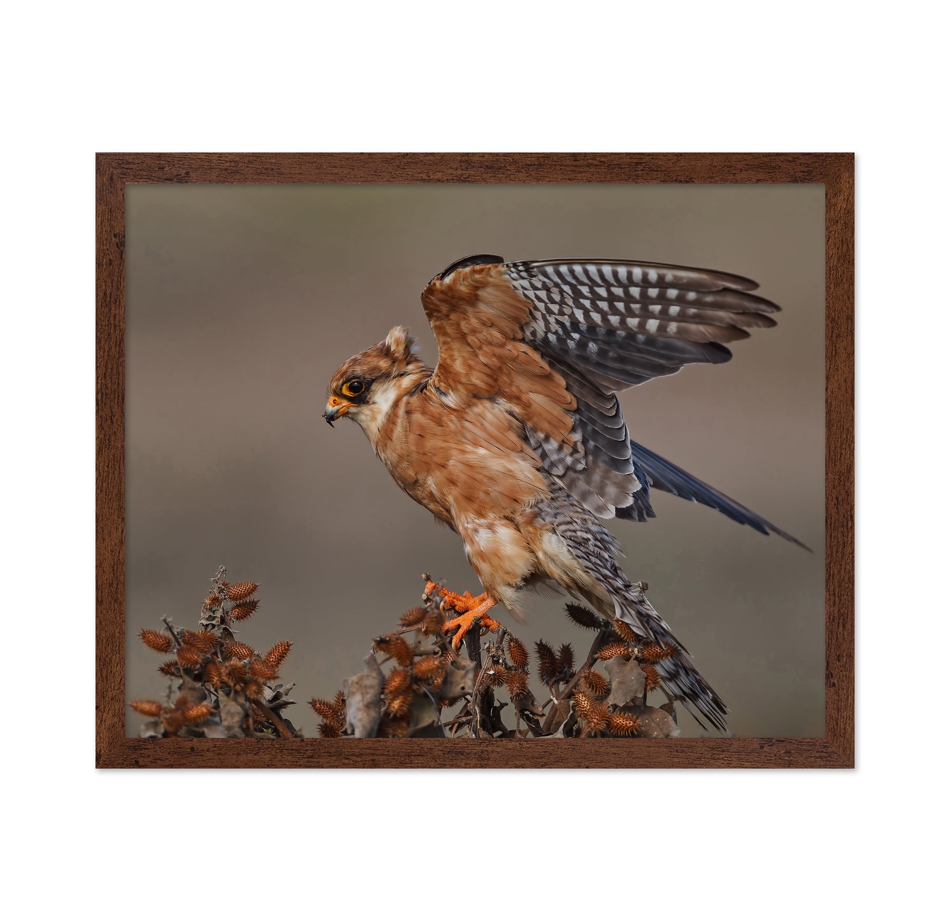 Red-Footed Falcon