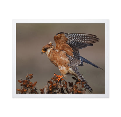 Red-Footed Falcon