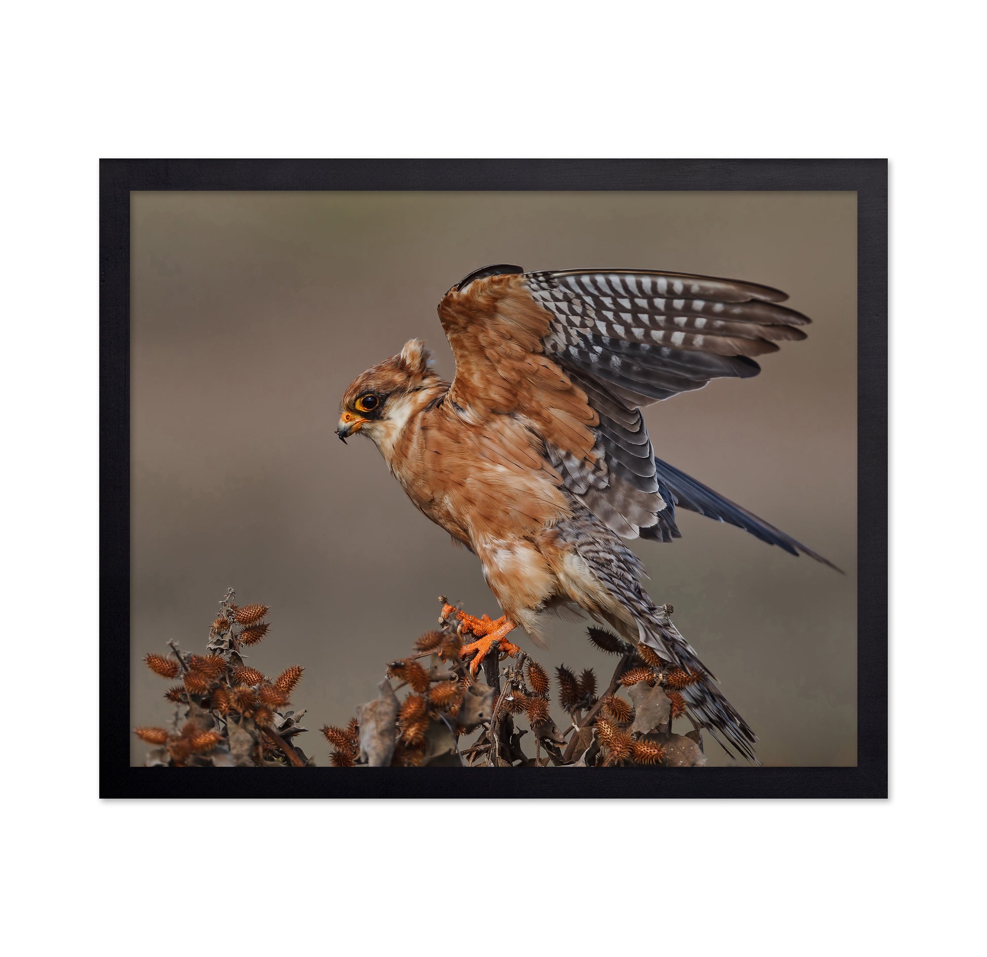 Red-Footed Falcon