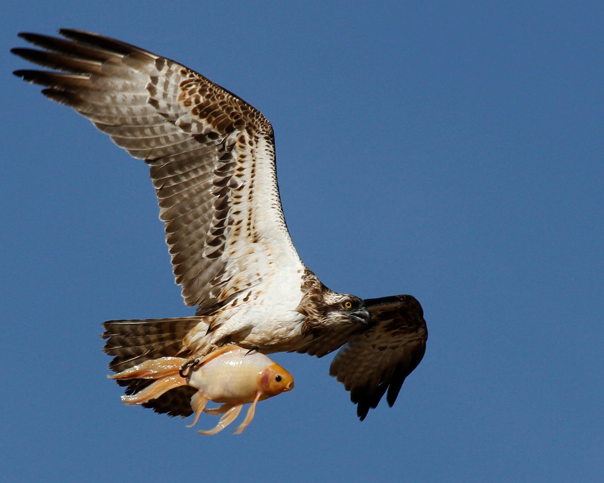 Osprey With a Goldfish