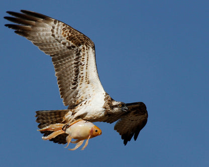 Osprey With a Goldfish