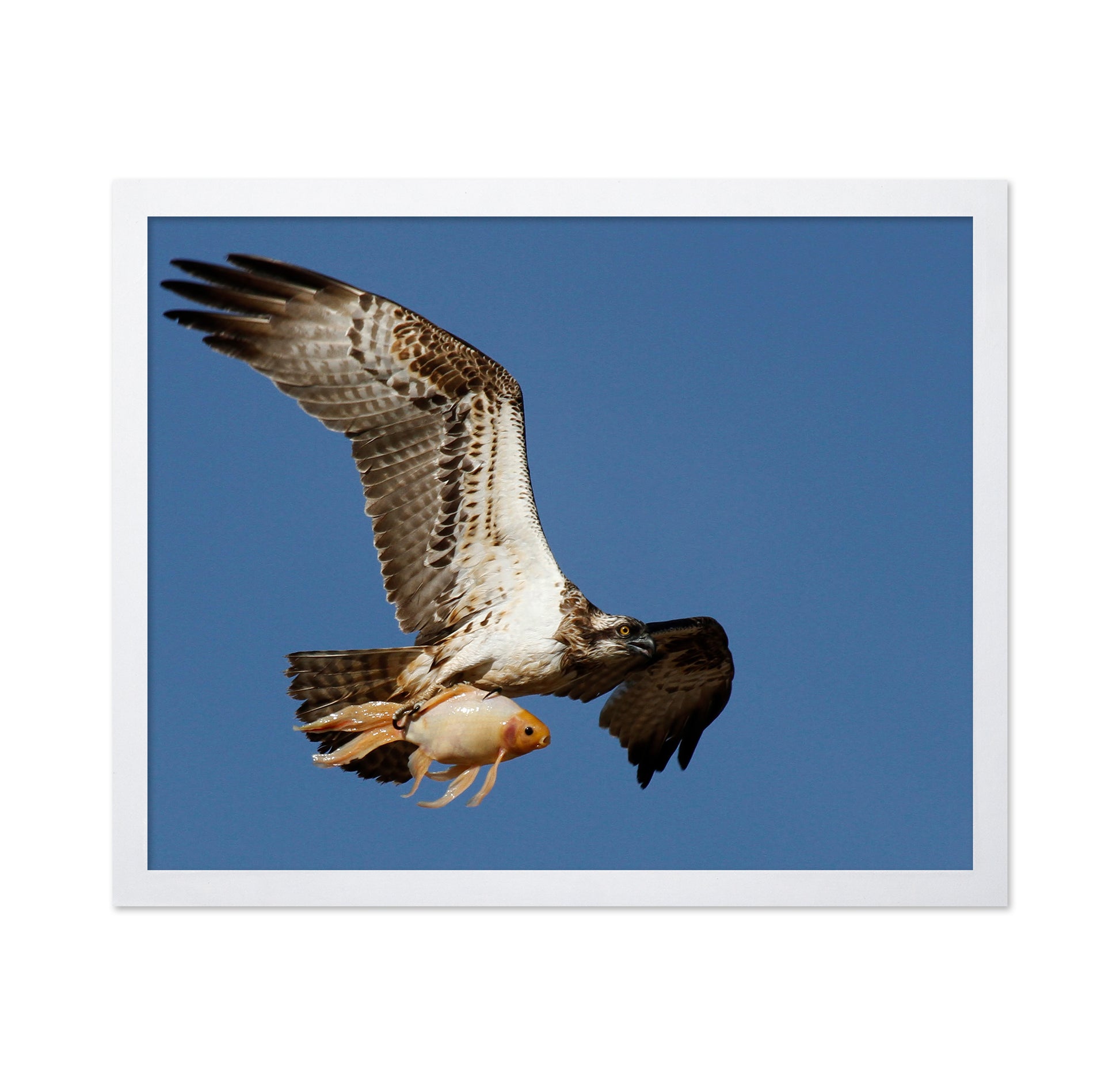 Osprey With a Goldfish