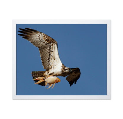 Osprey With a Goldfish