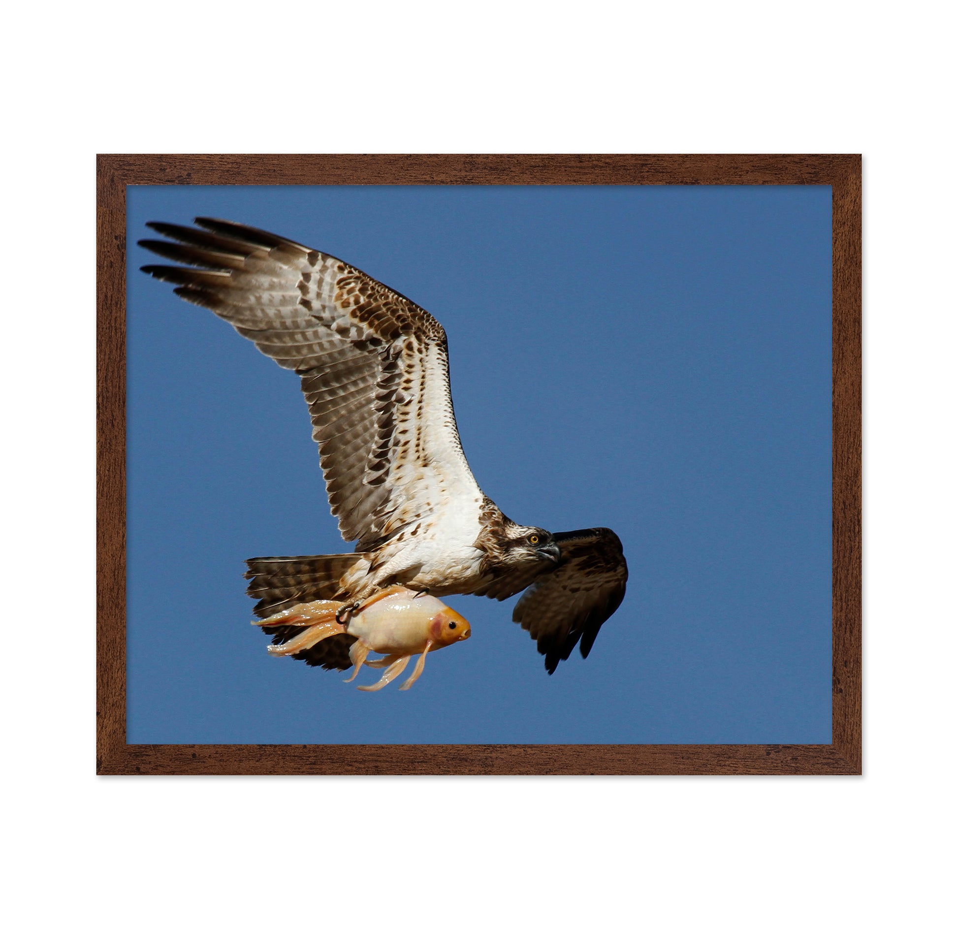 Osprey With a Goldfish