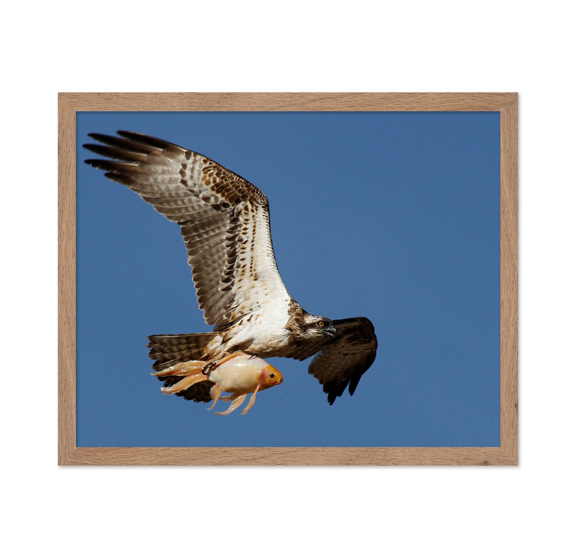 Osprey With a Goldfish