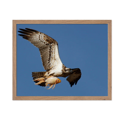 Osprey With a Goldfish