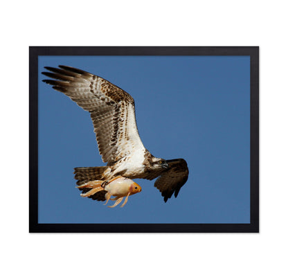 Osprey With a Goldfish