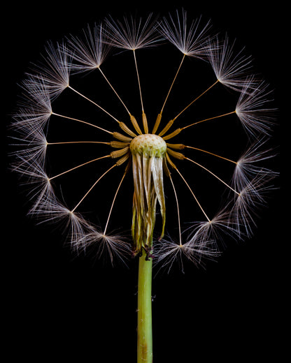 Dandelion Clock