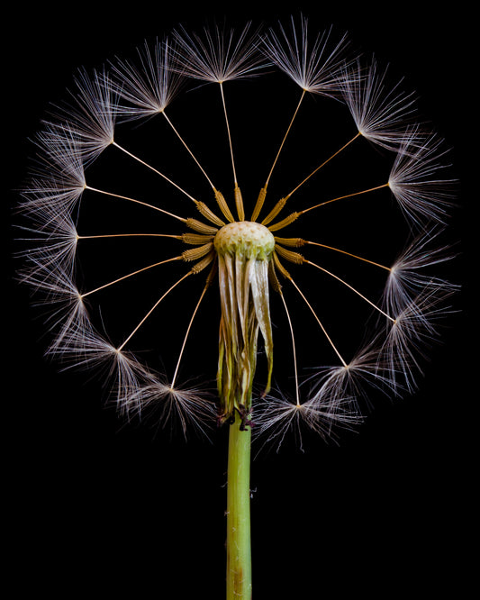 Dandelion Clock