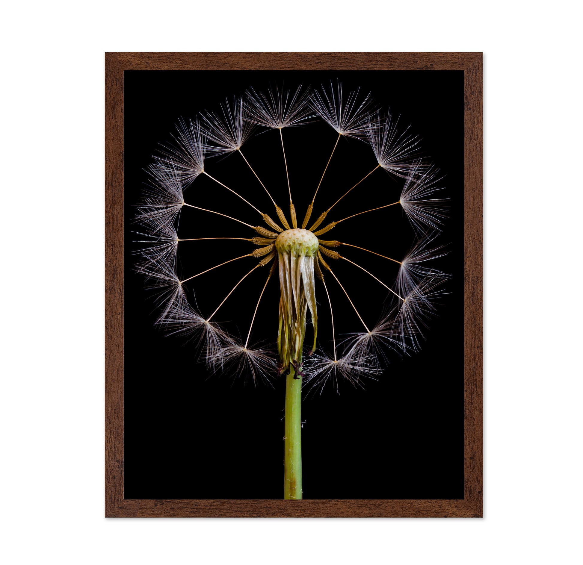 Dandelion Clock