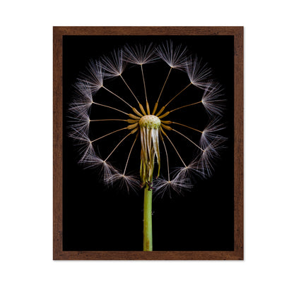 Dandelion Clock