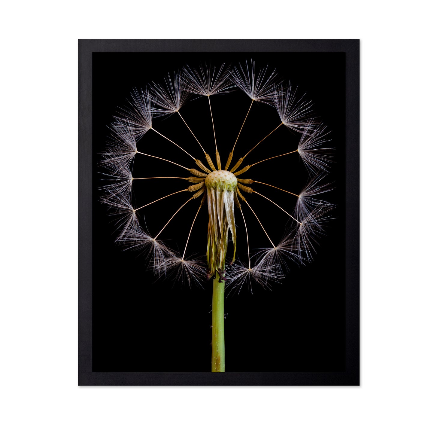 Dandelion Clock