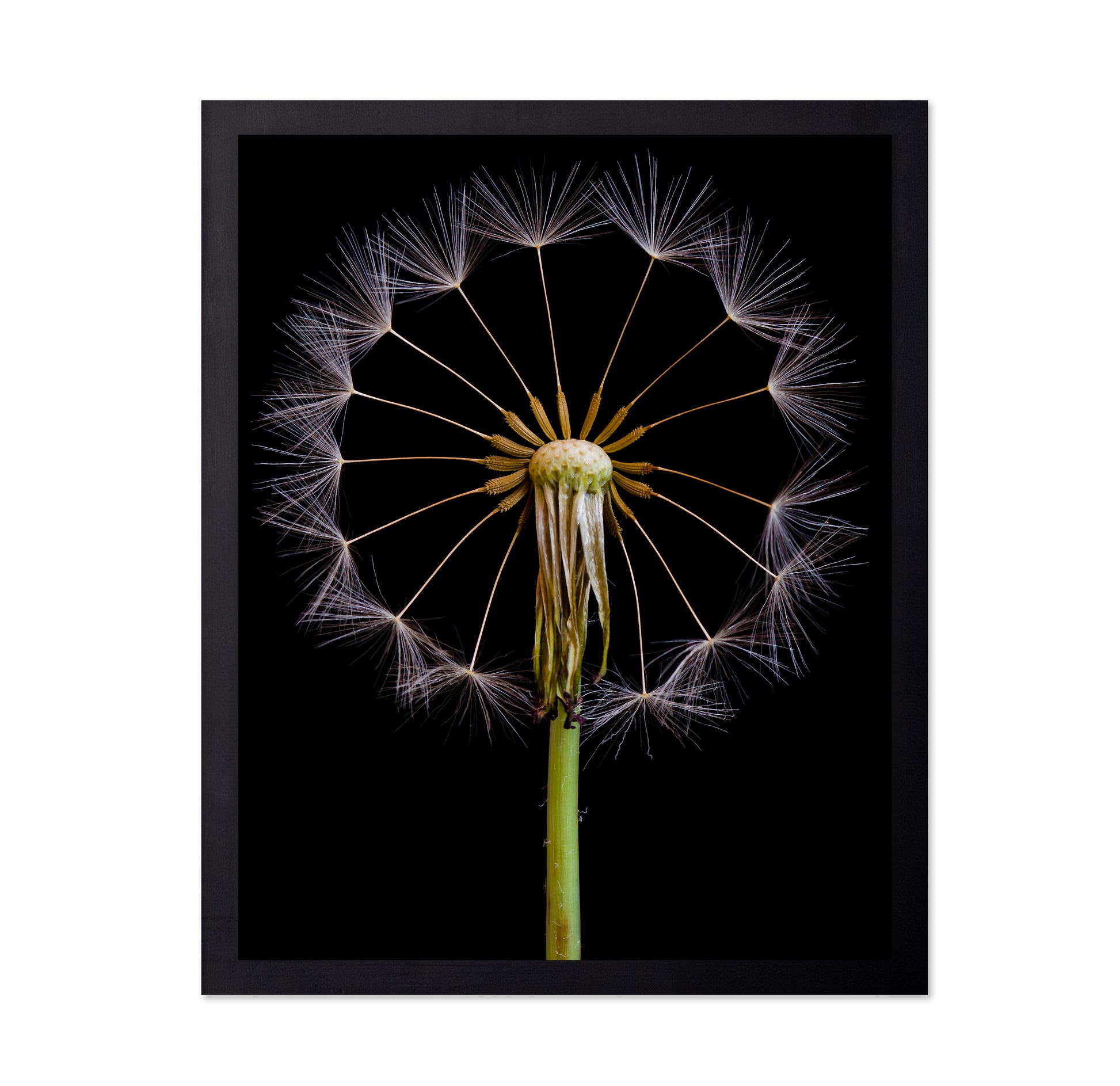 Dandelion Clock