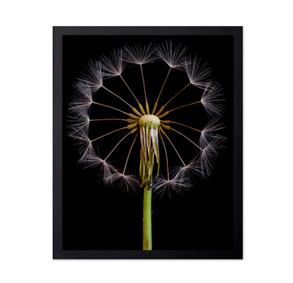 Dandelion Clock