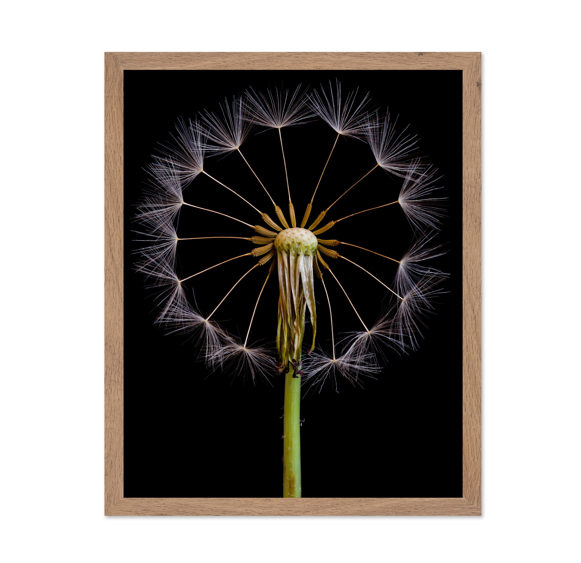 Dandelion Clock