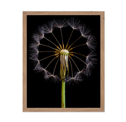 Dandelion Clock