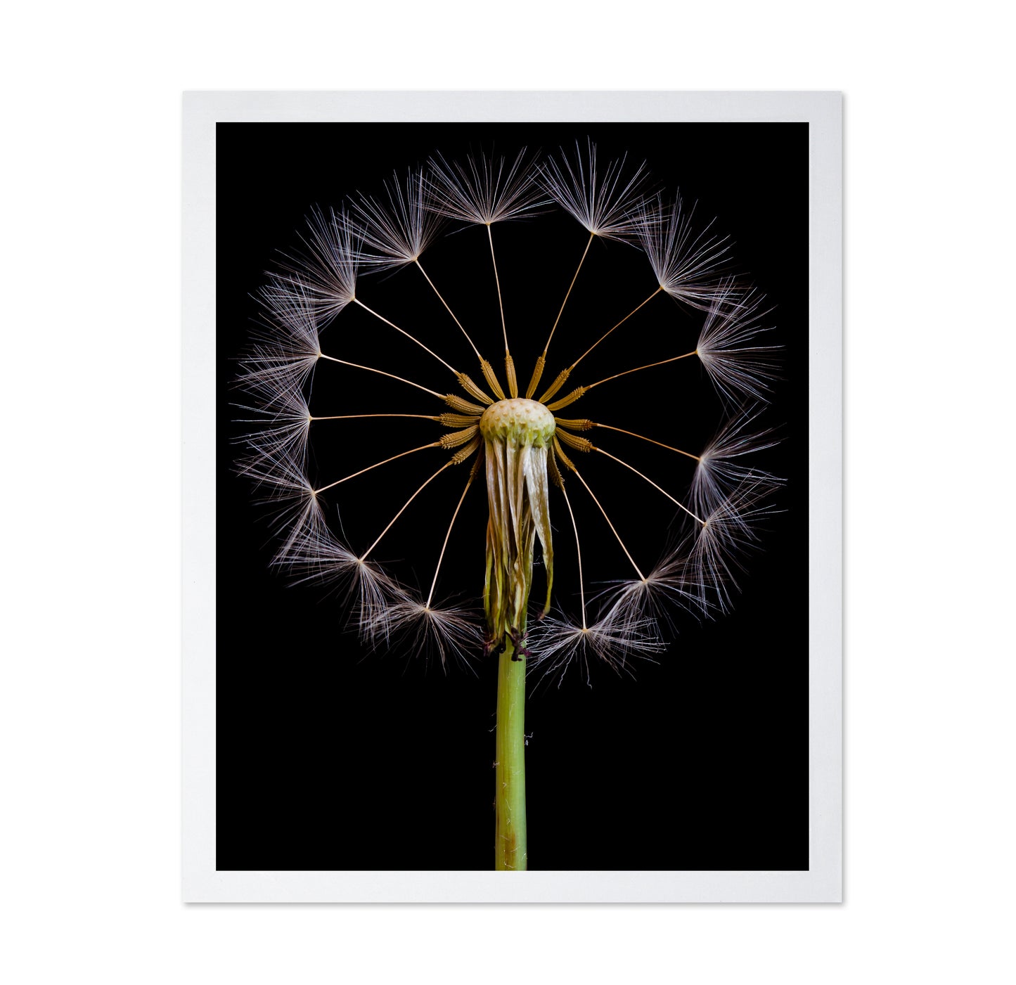 Dandelion Clock