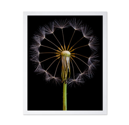 Dandelion Clock
