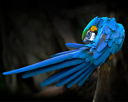 Blue-and-Yellow Macaw