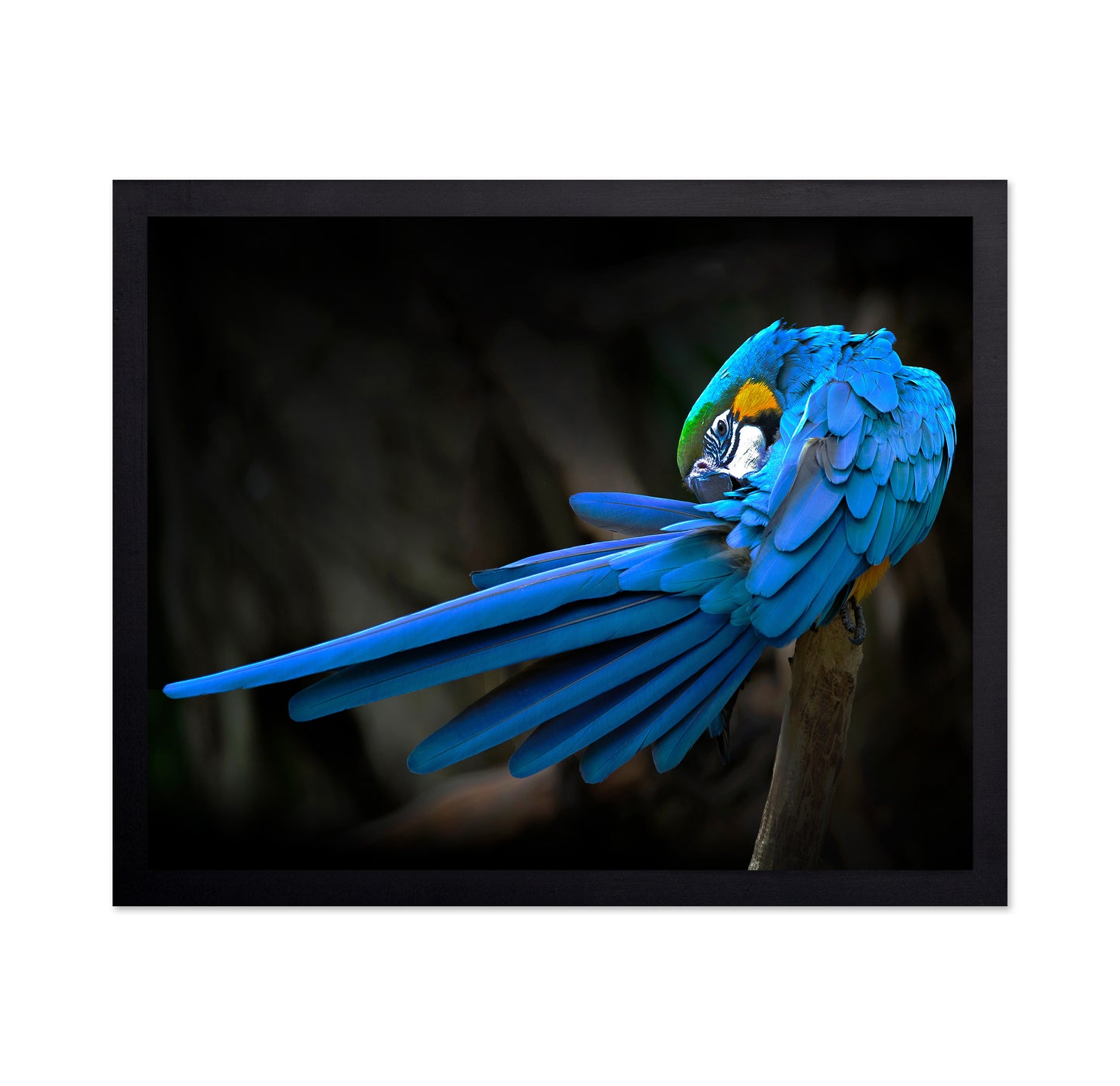 Blue-and-Yellow Macaw