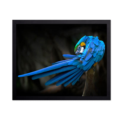 Blue-and-Yellow Macaw