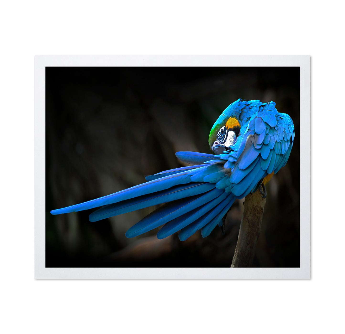 Blue-and-Yellow Macaw