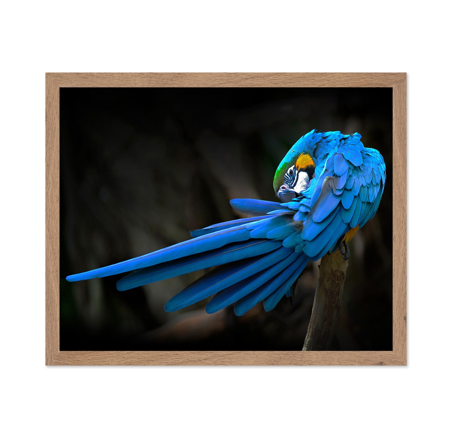 Blue-and-Yellow Macaw