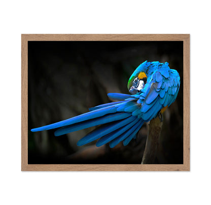 Blue-and-Yellow Macaw