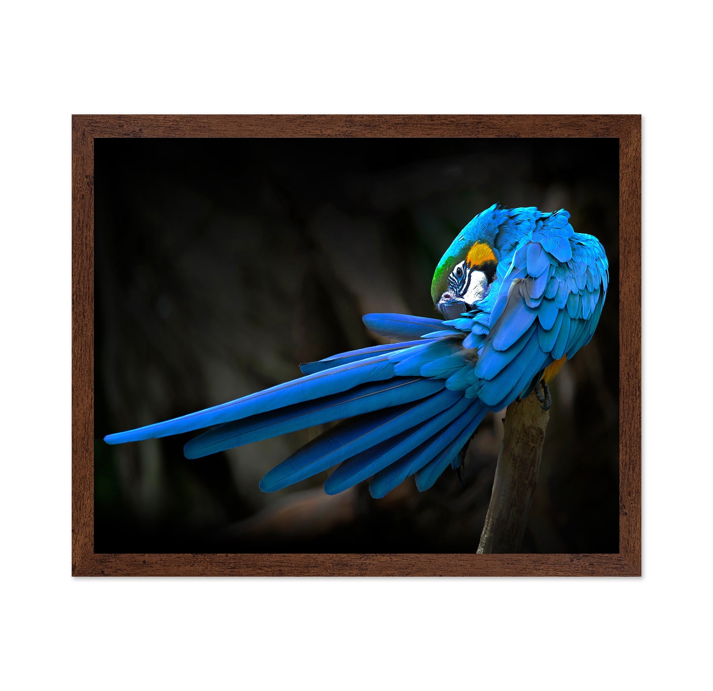 Blue-and-Yellow Macaw