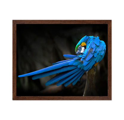 Blue-and-Yellow Macaw