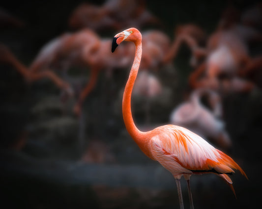 American Flamingo