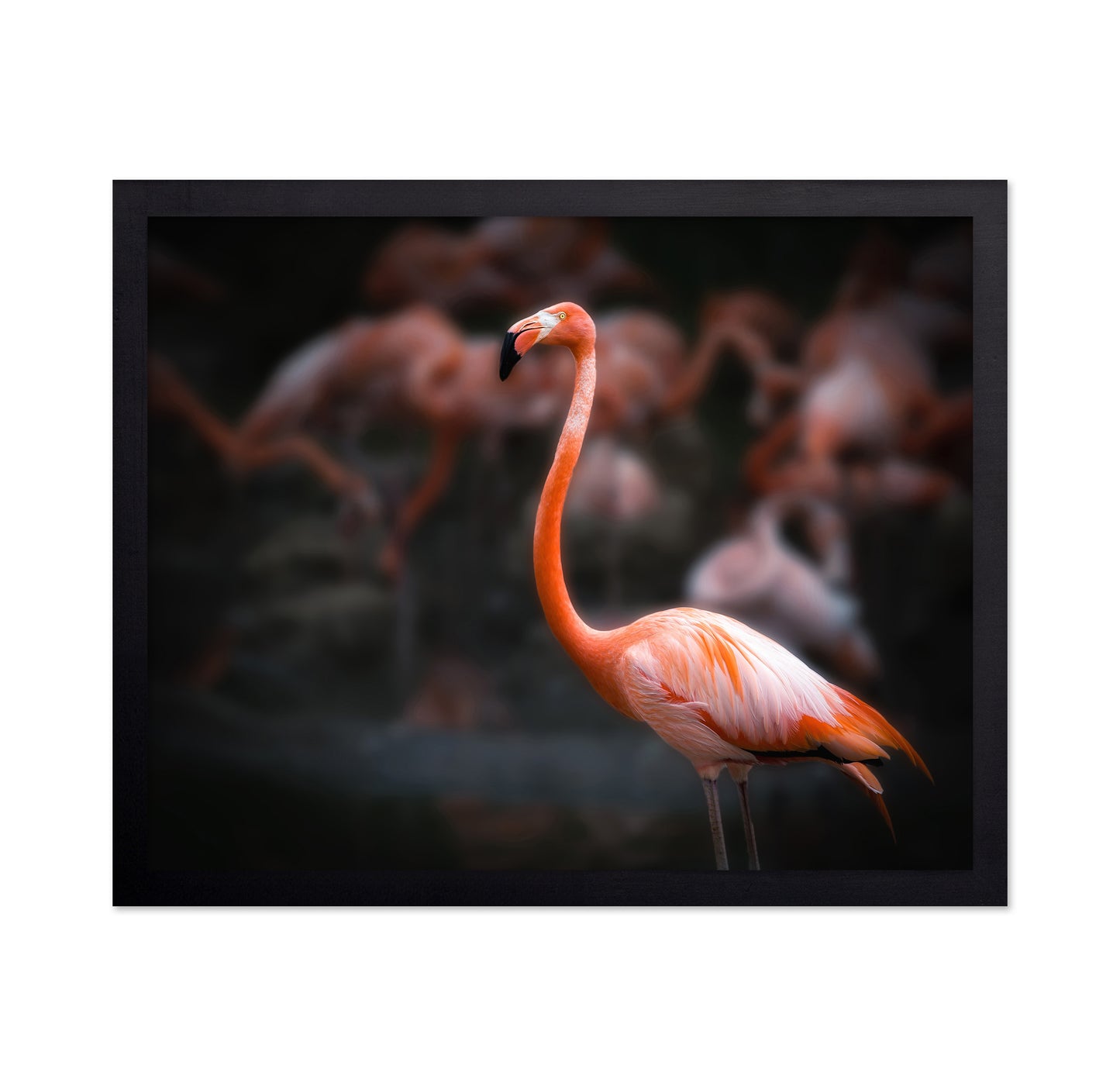 American Flamingo