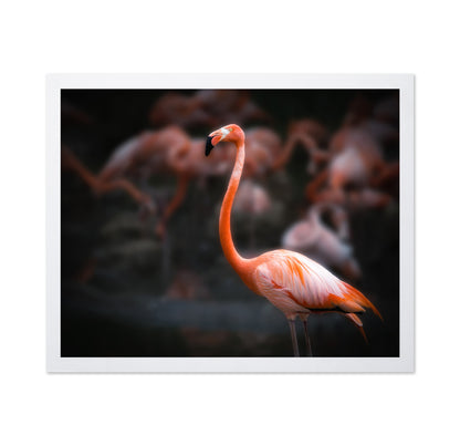 American Flamingo