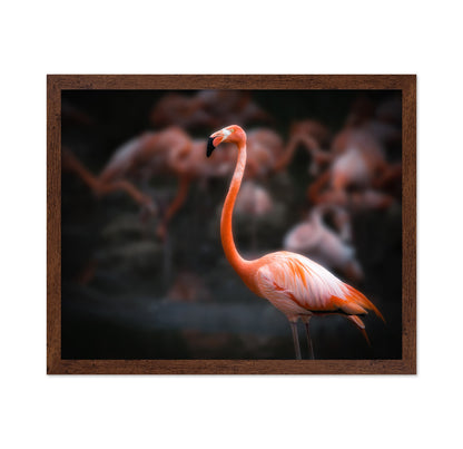 American Flamingo