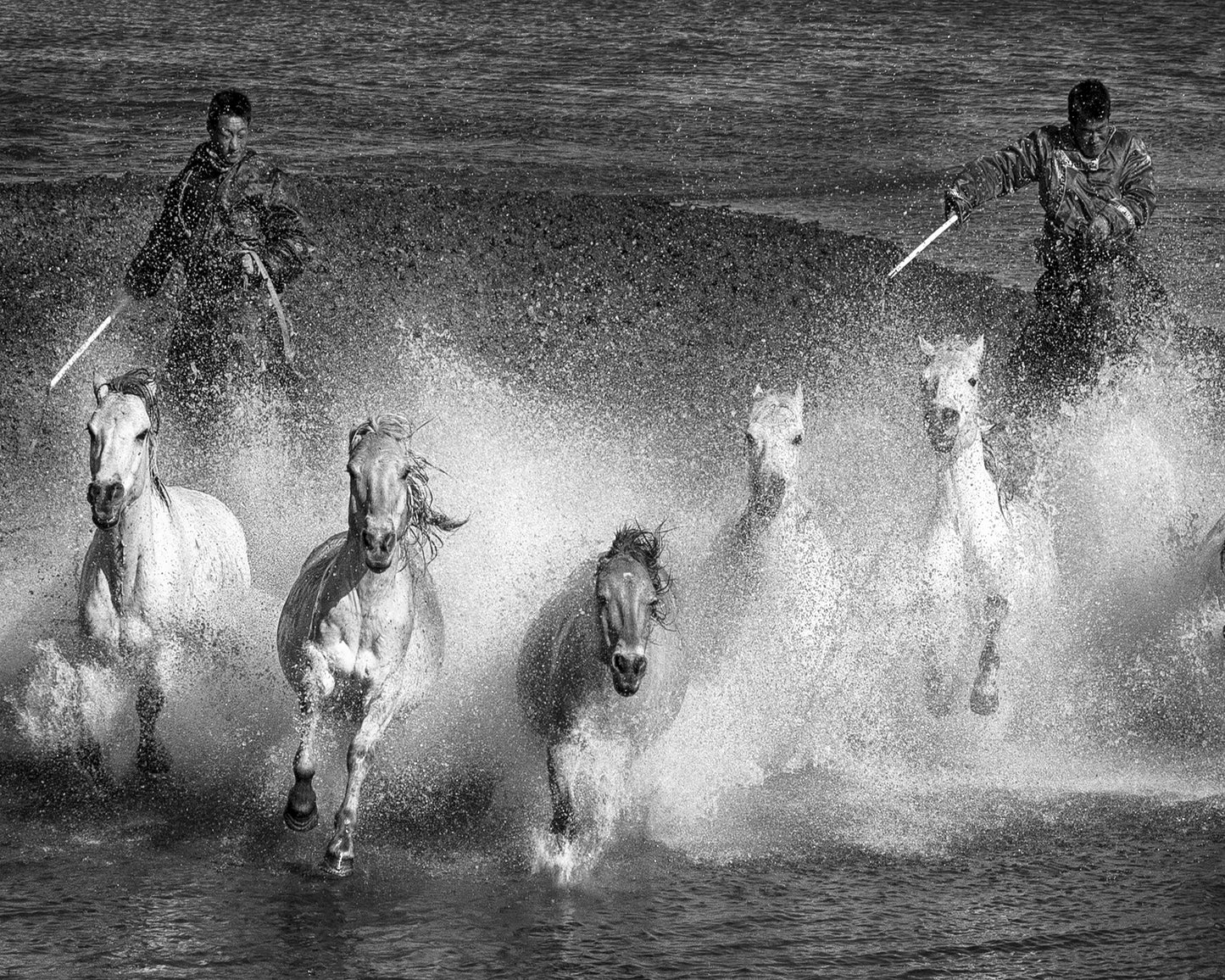 White Horses of the Camargue