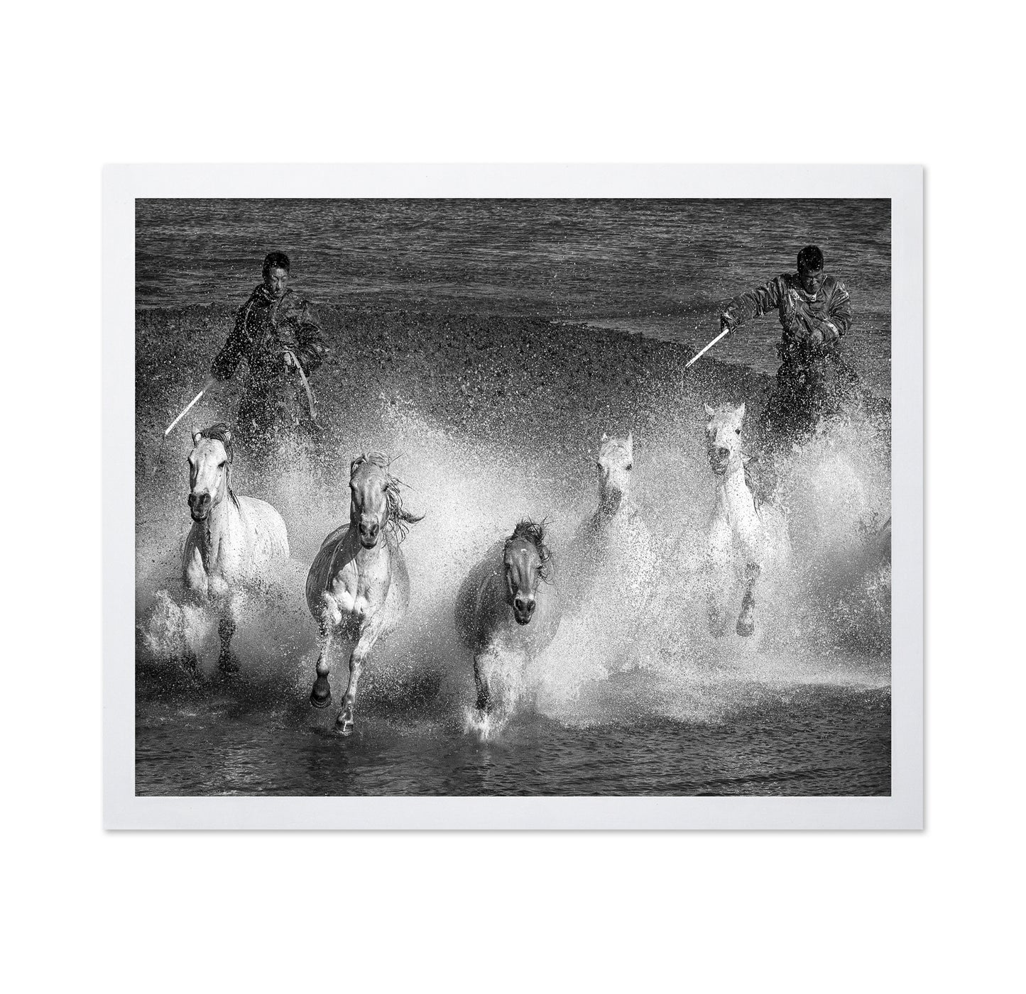 White Horses of the Camargue