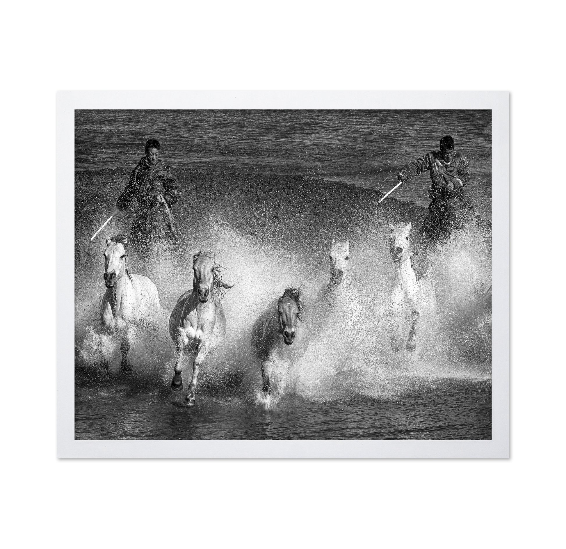 White Horses of the Camargue