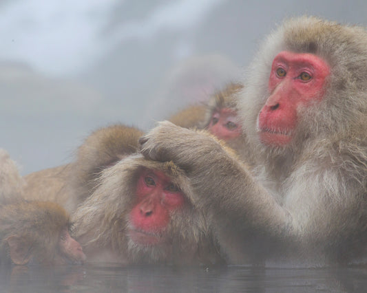 Snow Monkeys
