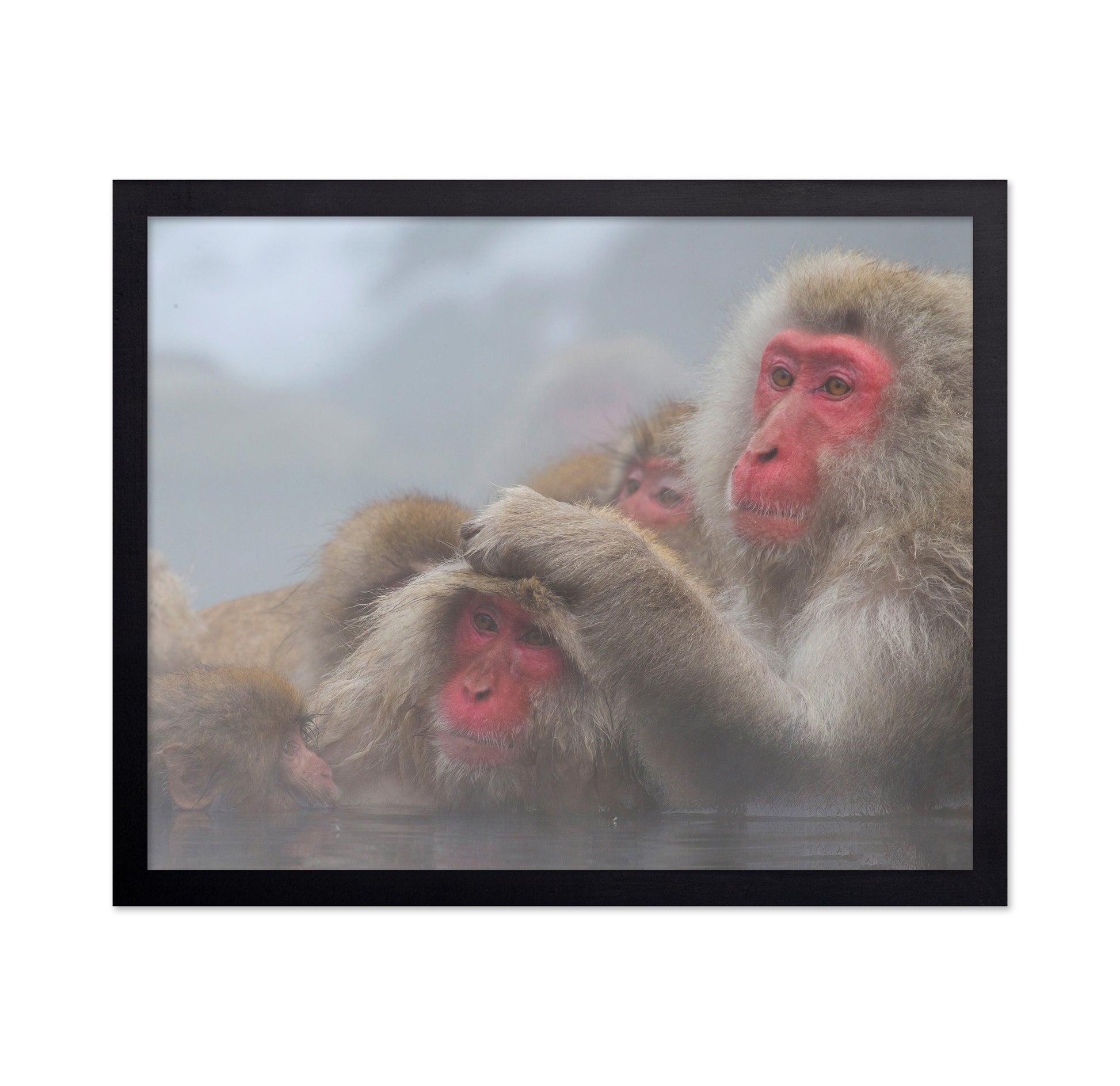 Snow Monkeys