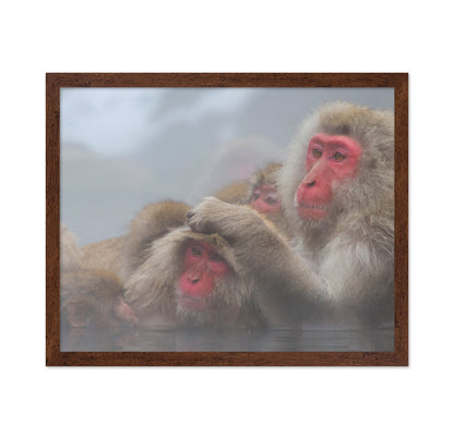 Snow Monkeys