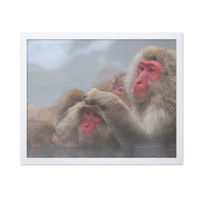 Snow Monkeys