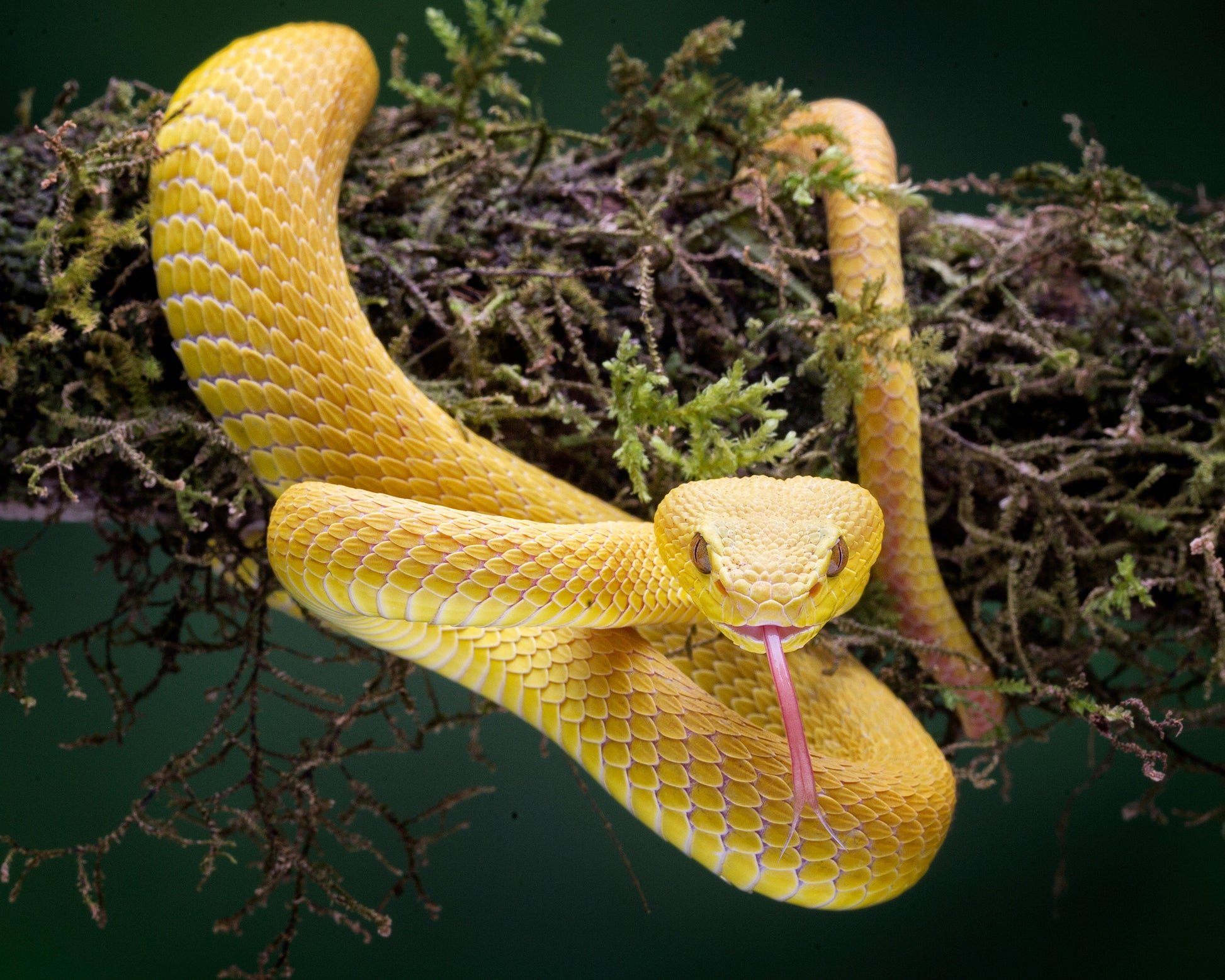 Yellow Viper