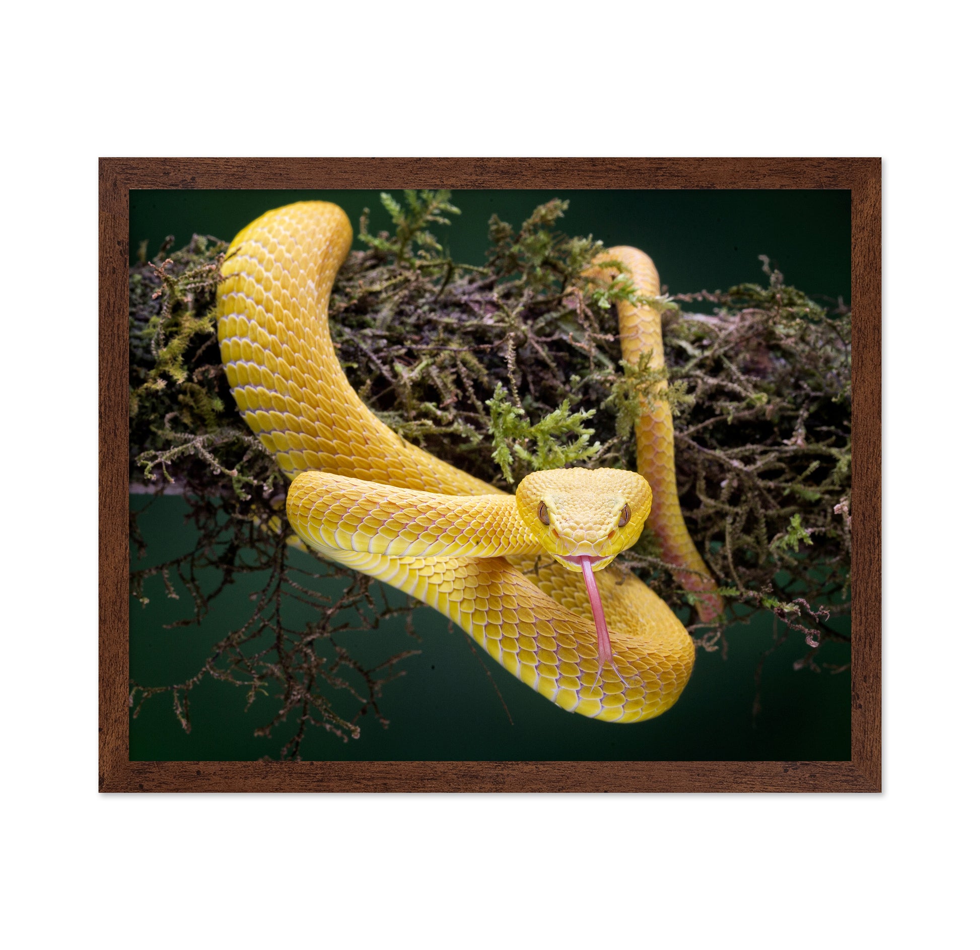 Yellow Viper