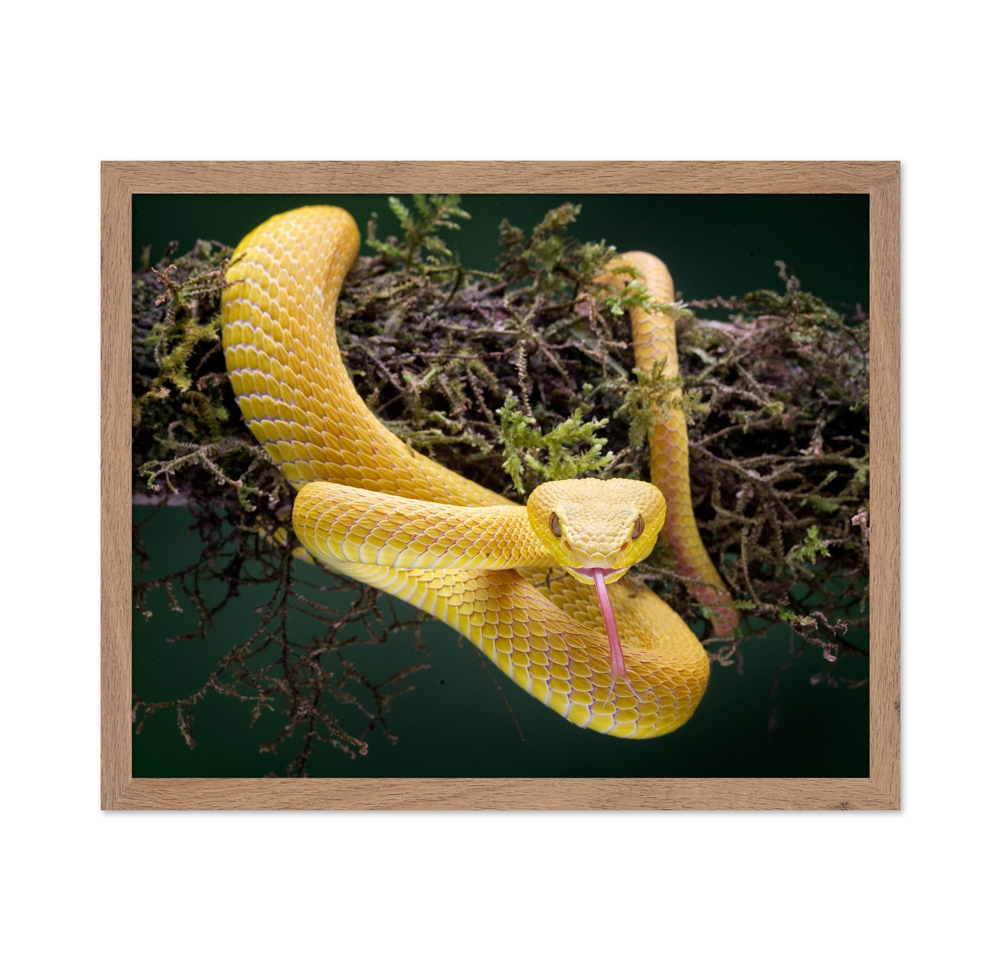 Yellow Viper